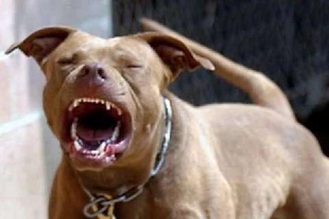 Bình Phước: Một bé trai 8 tuổi bị chó Pitbull cắn tử vong