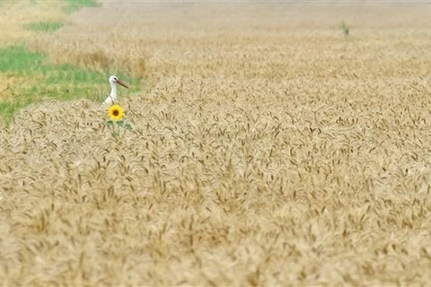 Thu hoạch lúa mỳ trên cánh đồng ở Izmail, vùng Odessa (Ukraine). (Ảnh: THX/TTXVN) 