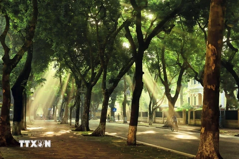 Mùa Thu là lúc con phố Phan Đình Phùng đẹp rực rõ với những luồng ánh sáng huyền ảo xuyên qua những tán cây hàng trăm năm tuổi. (Ảnh: Lâm Khánh/TTXVN) 