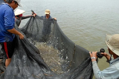 Hộ gia đình ông Nguyễn Văn Ny (ấp Trung, xã Thường Thới Tiền, huyện Hồng Ngự, tỉnh Đồng Tháp) đánh bắt cá linh trên cánh đồng mùa nước nổi. (Ảnh: Mạnh Linh/TTXVN) 