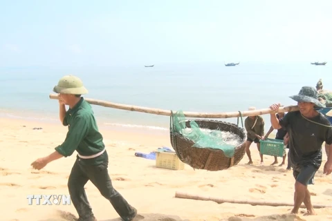 Ngư dân xã Quảng Xuân (huyện Quảng Trạch, Quảng Bình) trúng mùa cá cơm, thu lợi lớn. (Ảnh: TTXVN phát) 