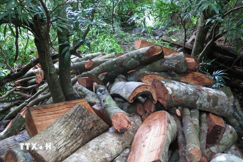 Rừng ở xã Sơn Hội, huyện Sơn Hòa tiếp tục bị chặt phá. (Ảnh: Tường Quân/TTXVN)