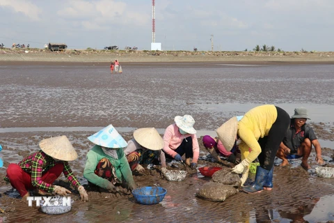 Thu hoạch nghêu tại bãi biển Tân Thành, huyện Gò Công Đông, tỉnh Tiền Giang. (Ảnh: Hữu Chí/TTXVN)