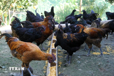 Giống gà H’Mông được nuôi tại thành phố Hà Giang. (Ảnh: Nam Thái/TTXVN)