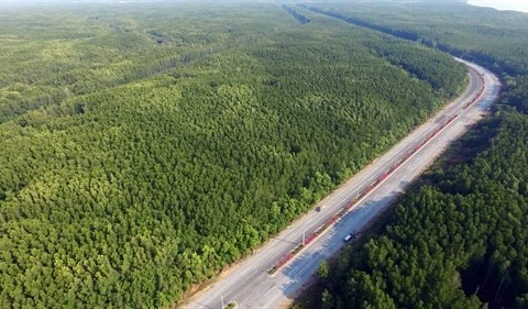 Những cánh rừng bạt ngàn xanh ngút tầm mắt dọc tuyến đường huyết mạch Rừng Sác-Cần Giờ. (Ảnh: Mạnh Linh/TTXVN) 