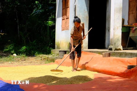 Người Đan Lai ở Cửa Rào đã thành thạo với việc gieo trồng, sản xuất nông nghiệp. (Ảnh: Bích Huệ/TTXVN)