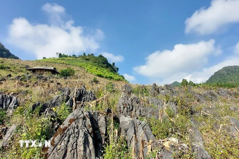 Ngôi nhà của đồng bào Mông nổi bật trên bạt nương đá cổ trồng xen cây ngô đã qua mùa thu hoạch. (Ảnh: TTXVN phát) 