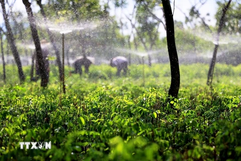  Với 2ha trồng rau ngót hữu cơ, gia đình ông Lại Văn Luyến (ấp Tân Bình 2, xã Lang Minh, huyện Xuân Lộc) có thu nhập ổn định hơn 1 tỷ đồng/năm. (Ảnh: Hồng Đạt/TTXVN)