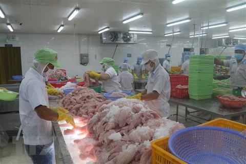 Chế biến cá da trơn xuất khẩu tại Tiền Giang. (Ảnh: Minh Trí/TTXVN) 