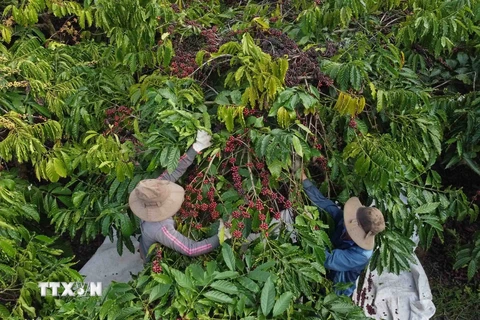 Hộ nông dân Lê Văn Cường, thôn Dốc Du, xã Nâm Nung, huyện Krông Nô có 1ha trồng cà phê đặc sản liên kết với doanh nghiệp chế biến, mỗi năm thu hoạch khoảng 3,5 tấn càphê nhân, thu lãi khoảng 120 triệu đồng. (Ảnh: Vũ Sinh/TTXVN) 