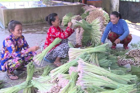 Cây sả giúp bà con nông dân huyện Tân Phú Đông nâng cao thu nhập, ổn định cuộc sống. (Nguồn: Truyền hình Tiền Giang) 