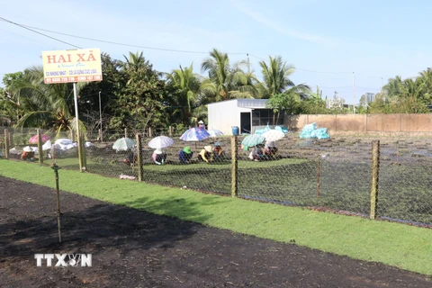 Trồng cỏ nhung ở xã Tân Khánh Đông, thành phố Sa Đéc. (Ảnh: Nguyễn Văn Trí/TTXVN)