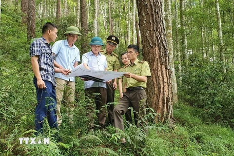  Lực lượng Kiểm lâm phối hợp với Quỹ bảo vệ và phát triển rừng tỉnh Yên Bái kiểm tra, phân loại và xác định mốc giới 3 loại rừng tại Khu bảo tồn Nà Hẩu, huyện Văn Yên, Yên Bái. (Ảnh: Tiến Khánh/TTXVN)