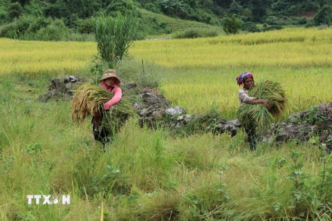 Người dân ở xã Pa Vệ Sử, huyện biên giới Mường Tè, tỉnh Lai Châu có đời sống ngày ấm no hơn. (Ảnh: Việt Hoàng/TTXVN