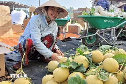Chị Mai Thanh Hoa tại xã Long Tân (Đất Đỏ, Bà Rịa-Vũng Tàu) thu hoạch dưa lưới vụ Tết. (Ảnh: Hoàng Nhị/TTXVN) 