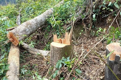 Hiện trường một vụ phá rừng ở Lâm Đồng. (Ảnh: Đặng Tuấn/TTXVN) 
