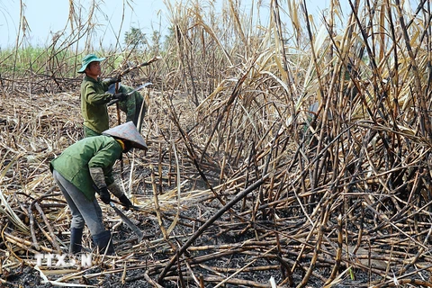 Nông dân tập trung thu hoạch các diện tích mía cháy tại xã H’Bông, huyện Chư Sê, tỉnh Gia Lai. (Ảnh: Hoài Nam/TTXVN)