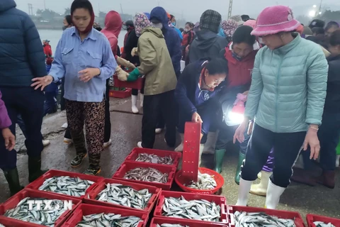 Từ 4 giờ sáng hàng ngày, cảnh mua bán ở chợ cá Nghi Thủy, thị xã Cửa Lò, Nghệ An đã nhộn nhịp. (Ảnh: Nguyễn Văn Nhật/TTXVN) 