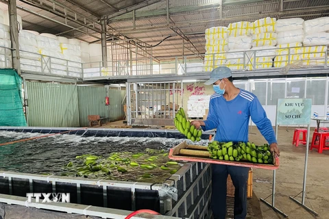 Chuối tươi được sơ chế, bảo quản, đóng gói tại cơ sở đóng gói chuối tươi tại huyện Trảng Bom, tỉnh Đồng Nai trước khi đưa ra thị trường quốc tế. (Ảnh: Lê Xuân/TTXVN)
