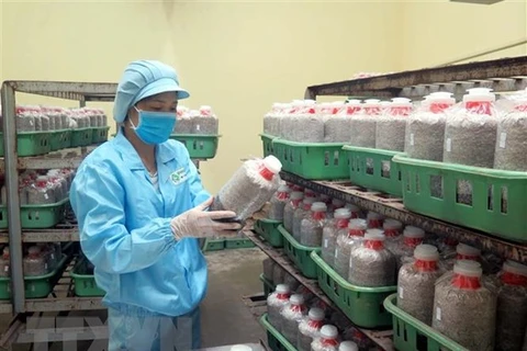 Công ty TNHH công nghệ sinh học Phú Gia ứng dụng công nghệ sinh học, nuôi trồng các loại nấm hữu cơ hàng đầu Việt Nam. (Ảnh: Trần Trang/TTXVN) 