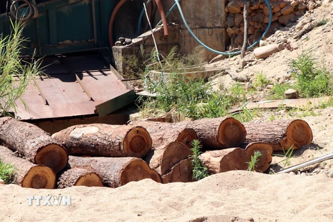 Hơn chục lóng gỗ lậu mới khai thác được tập kết tại mỏ khai thác cát, sỏi 87, thuộc xã Đăk Pxi, huyện Đăk Hà, tỉnh Kon Tum. (Ảnh: Cao Nguyên/TTXVN)
