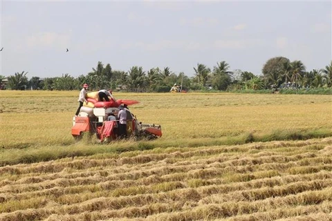 Thu hoạch lúa ở Tiền Giang. (Nguồn: TTXVN)
