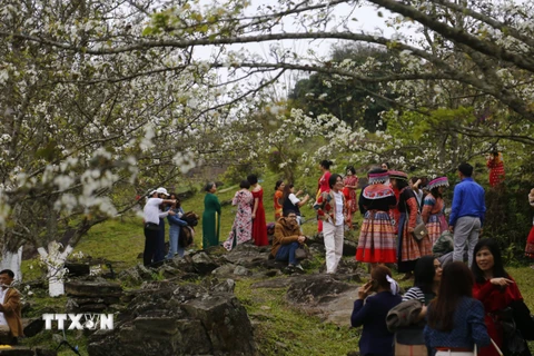 Hoa lê nở rộ vào dịp tháng 3 hàng năm thu hút đông đảo du khách đến huyện Na Hang, tỉnh Tuyên Quang. (Ảnh: Nam Sương/TTXVN)
