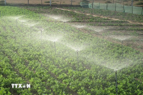 Nông dân xã Phước Dinh (Thuận Nam, Ninh Thuận) áp dụng hiệu quả mô hình tưới nước tiết kiệm cho vườn đậu phộng trong mùa khô 2020. (Ảnh: Nguyễn Thành/TTXVN) 
