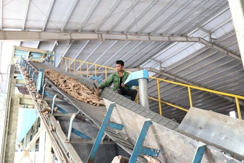 Công nhân sản xuất tại nhà máy tinh bột sắn. (Ảnh: Hoài Nam/TTXVN) 