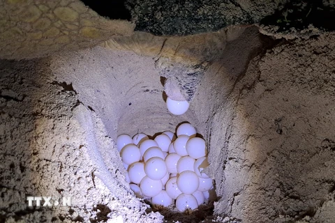 Rùa lên Bãi Cát Lớn-Hòn Bảy Cạnh ở Vườn quốc gia Côn Đảo đẻ trứng. (Ảnh: TTXVN phát) 