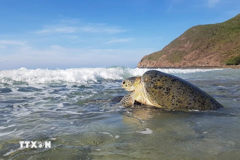Cận cảnh quá trình rùa biển ghép đôi giao phối gần bờ tại Bãi Cát Lớn-Hòn Bảy Cạnh, Vườn quốc gia Côn Đảo. (Ảnh: TTXVN phát) 