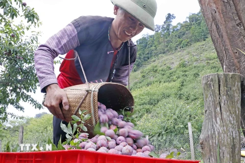 Năm 2023, toàn huyện Mộc Châu, tỉnh Sơn La có hơn 3.200ha vườn, đồi trồng mận, mỗi ha cho thu nhập từ 300 đến 500 triệu đồng nếu áp dụng kỹ thuật cao trong chăm sóc. (Ảnh: Trần Việt/TTXVN)