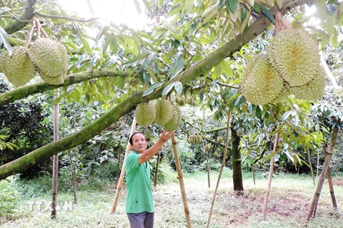 Tỉnh Kon Tum hiện có gần 1.600ha trồng sầu riêng, trong đó tỉnh đã được cấp 6 mã số vùng trồng cây sầu riêng với diện tích 89,5ha. (Ảnh: Dư Toán/TTXVN) 