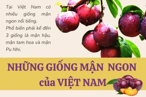 [Infographics] Những giống mận ngon nổi tiếng của Việt Nam