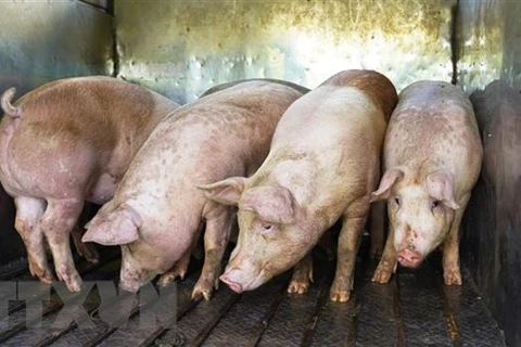 Giá lợn hơi tiếp tục biến động theo xu hướng tăng nhẹ trên diện rộng. (Nguồn: TTXVN)