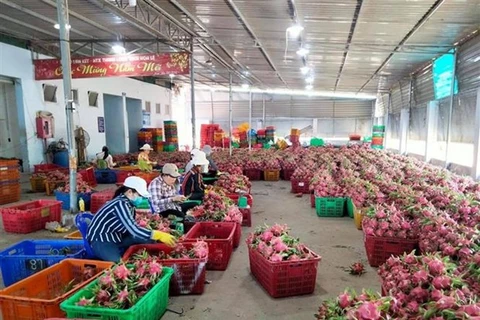 Phân loại trái thanh long ở Bình Thuận trước khi mang đi tiêu thụ. (Nguồn: TTXVN)