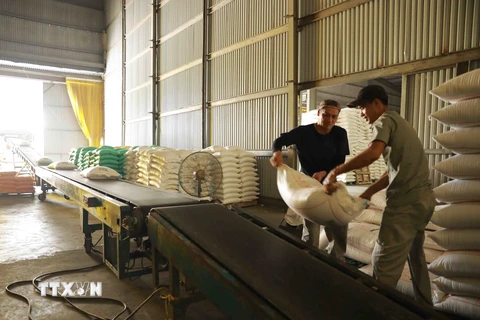 Vận chuyển gạo thành phẩm đi tiêu thụ tại nhà máy của Công ty trách nhiệm hữu hạn Hưng Cúc ở thị trấn Đông Hưng, huyện Đông Hưng. (Ảnh: Vũ Sinh/TTXVN)