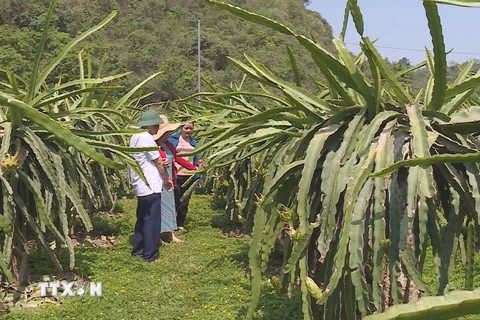 Một vườn thanh long trồng ở tỉnh miền núi Sơn La. (Nguồn: TTXVN phát)