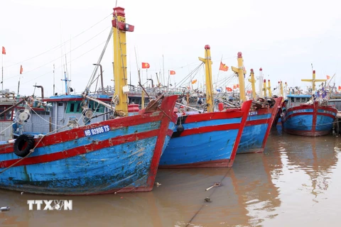 Tàu thuyền neo đậu tại Cảng cá Nam Định để tránh bão. (Ảnh: Công Luật/TTXVN)