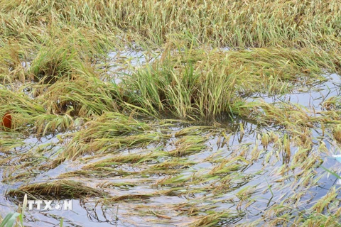 Diện tích lúa Hè Thu trên địa bàn huyện Vị Thủy bị đổ ngã do mưa giông kéo dài. (Ảnh: Hồng Thái/TTXVN)