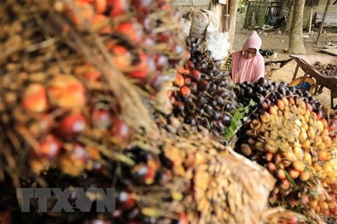 Thu hoạch dầu cọ tại Kutamakmur, Aceh, Indonesia. (Ảnh: AFP/TTXVN) 