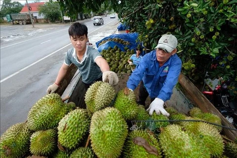 Thu mua sầu riêng ở huyện Đạ Huoai (Lâm Đồng). (Ảnh: Nguyễn Dũng/TTXVN) 