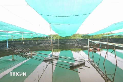 Ao nuôi tôm của người dân trên địa bàn huyện Hòa Bình (Bạc Liêu) tạm thời bị treo, chưa thả nuôi do giá tôm giảm mạnh. (Ảnh: Chanh Đa/TTXVN)