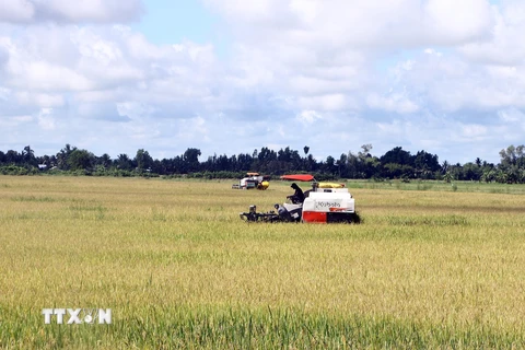 Nông dân thu hoạch lúa Hè Thu trên cánh đồng của huyện Thạnh Trị, tỉnh Sóc Trăng. (Ảnh: Tuấn Phi/TTXVN)