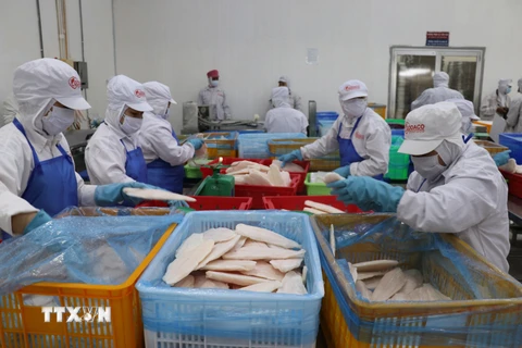 Công nhân nhà máy GODACO tại Khu công nghiệp Mỹ Tho làm đơn hàng cá tra xuất khẩu. (Ảnh: Minh Hưng/TTXVN)