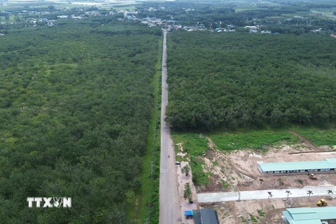 Đến nay, trong phạm vi dự án thành phần 2, Cao tốc Biên Hòa-Vũng Tàu vẫn bạt ngàn cây cao su. (Ảnh: Công Phong/TTXVN)