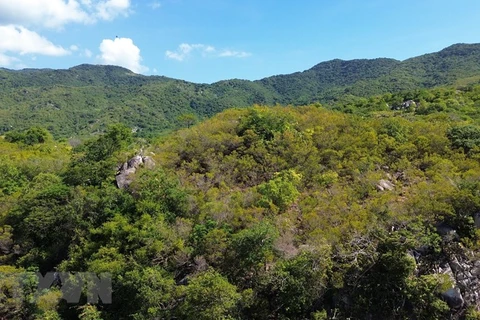 Hệ sinh thái rừng ở Khu Dự trữ Sinh quyển Thế giới Núi Chúa tại tỉnh Ninh Thuận. (Ảnh: Nguyễn Thành/TTXVN) 
