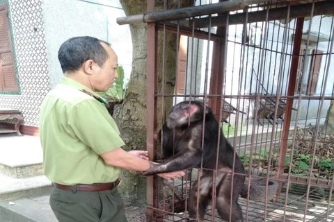 Cá thể Khỉ Mặt Đỏ được tiếp nhận tại Vườn Quốc gia Xuân Sơn. (Nguồn: Vườn Quốc gia Xuân Sơn) 
