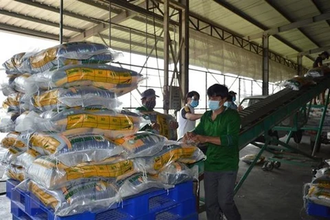 Sản xuất gạo tại Công ty Cổ phần Tập đoàn Tân Long - Chi nhánh Đồng Tháp (xã Định An, huyện Lấp Vò, Đồng Tháp). (Ảnh: Nhựt An/TTXVN) 