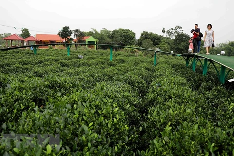 Đến với xã Tân Cương, Thái Nguyên, du khách có thể đi dạo trên cây cầu nổi giữa nương chè xanh biếc, cùng đội nón, đeo gùi đi hái chè cùng người dân bản địa. (Ảnh: Thanh Tùng/TTXVN) 